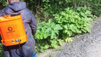 Борьба с Борщевиком в массиве Пупышево